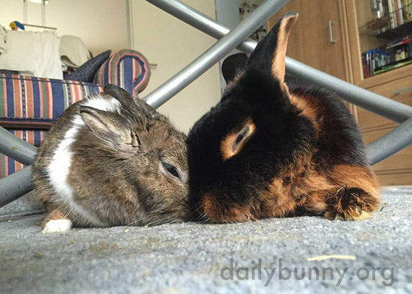 Bunnies Have a Best Friend in Each Other 2