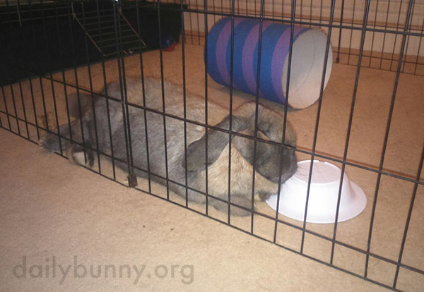Bunny Is So Tired He Fell Asleep on His Bowl 1