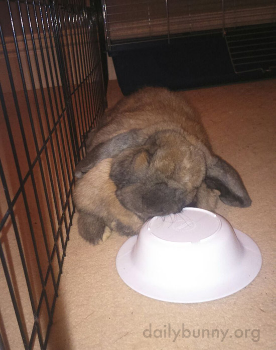 Bunny Is So Tired He Fell Asleep on His Bowl 2
