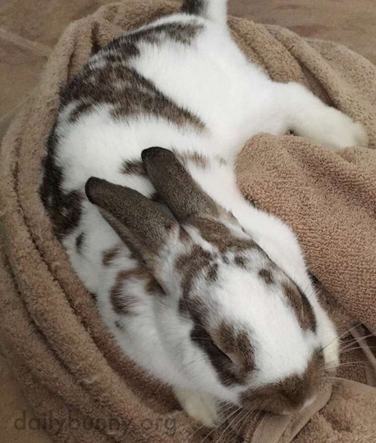 Bunny Cozies Up on a Towel