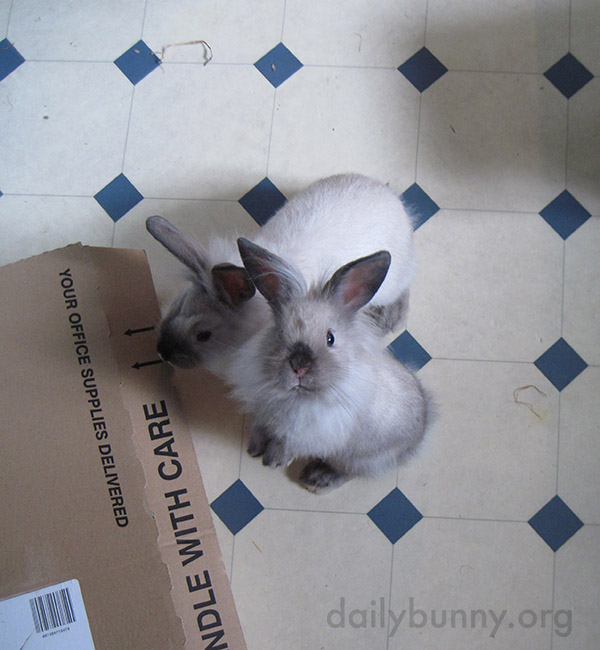 Bunny Looks So Hopeful That Human Might Have a Treat 2