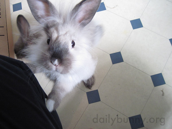 Bunny Looks So Hopeful That Human Might Have a Treat 3