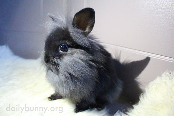 Bunny Is Bright-Eyed and Bushy-Faced