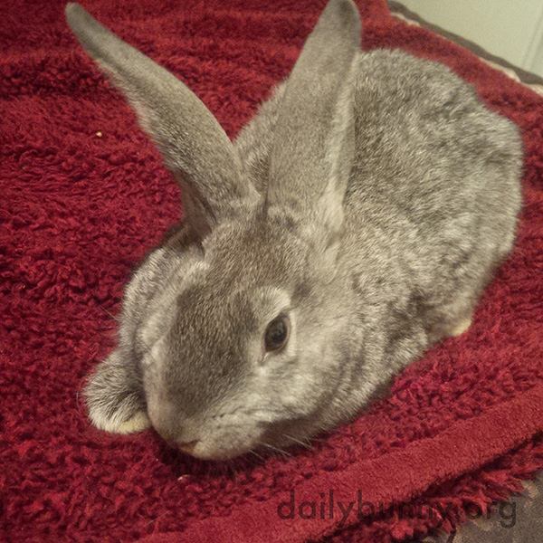 Bunny Cozies Up in Human's Bed 2