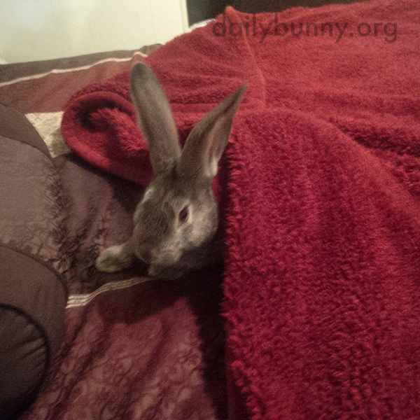Bunny Cozies Up in Human's Bed 3