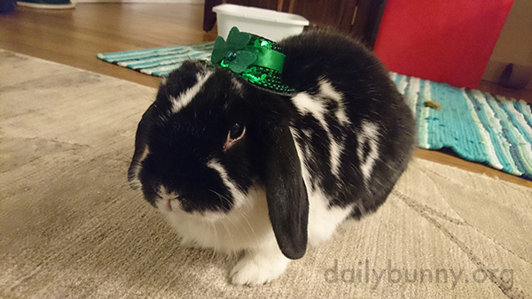 Bunny Wears a Tiny St. Patrick's Day Hat 1
