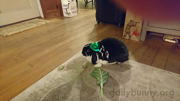 Bunny Wears a Tiny St. Patrick's Day Hat 2
