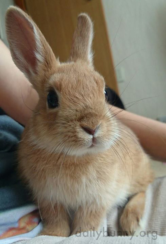 Bunny Sits So Nicely with Her Human