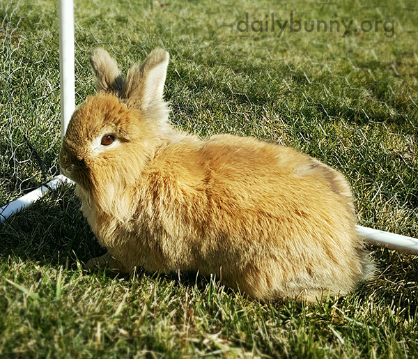 Bunnies Enjoy the Grass and Sunshine 2