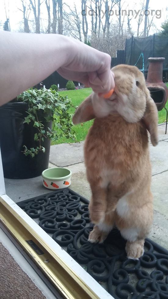 Bunny Gets a Mid-Romp Snack from Human 1