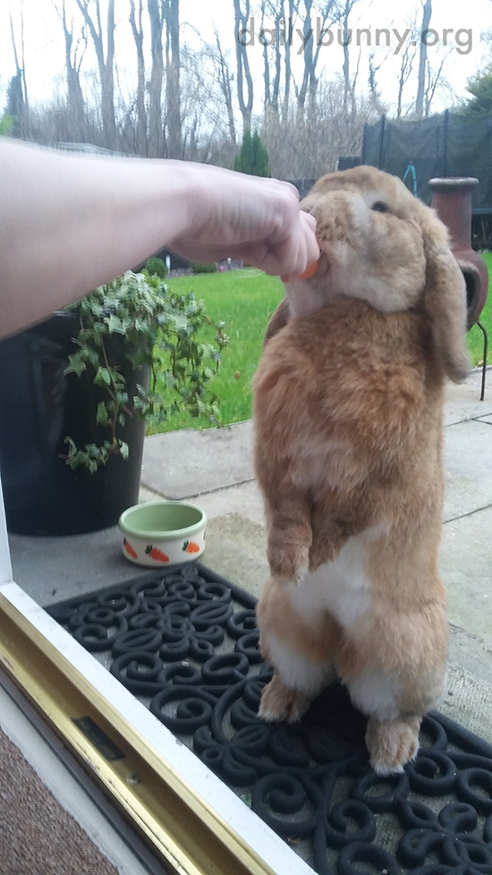 Bunny Gets a Mid-Romp Snack from Human 2