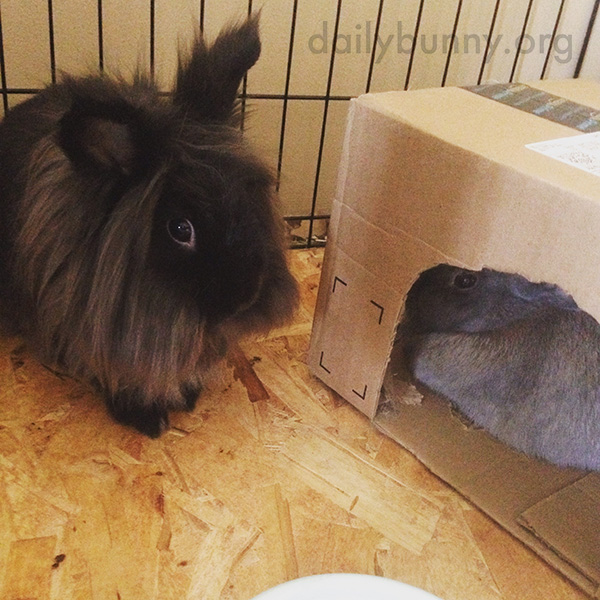 Bunny Takes a Turn in Her Friend's Shelter 1
