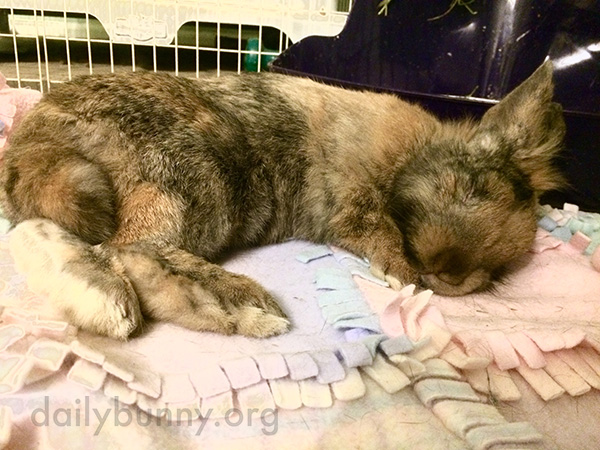 Just Two of the Many Ways Bunny Can Relax 2