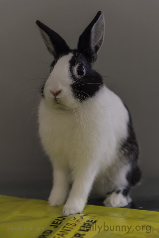 Bunny Is Surprised to Be the Photographer's Subject