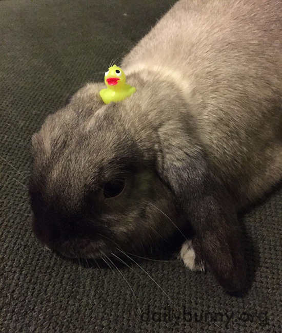 Bunny Has a Tiny Toy on His Head