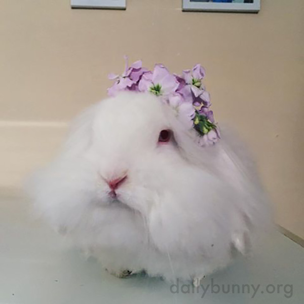 Bunny Has a Very Nice Flower Crown