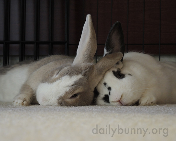 Bunnies Can Always Lean on Each Other 1