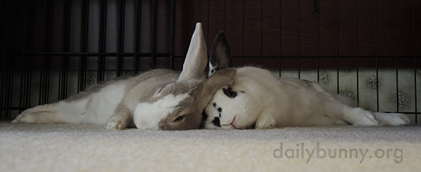 Bunnies Can Always Lean on Each Other 2