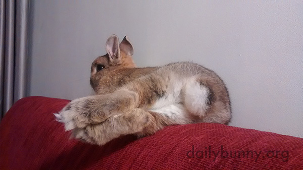 Bunny Lounges Gracefully