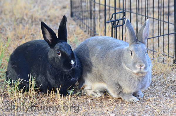 Bunnies Enjoy Sitting in the Grass Together