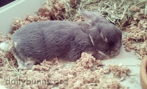 Bunny Is Such a Sweet Sleeper