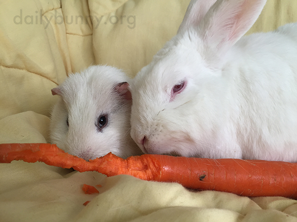 Bunny Graciously Shares a Carrot with Her Friend