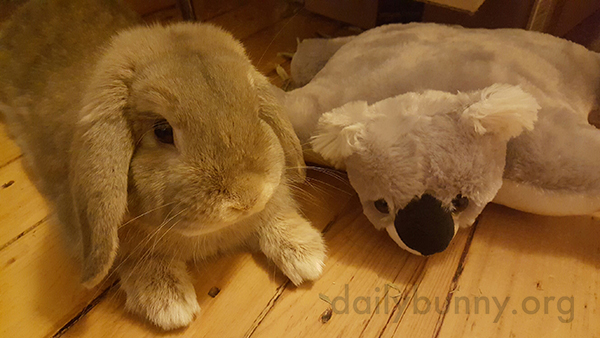Bunny and His Koala Friend Spend Some Quality Time Together