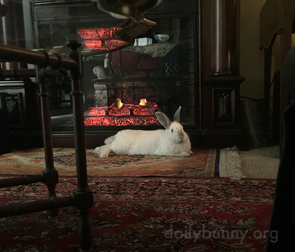 Bunny Lounges in Various Places Around the House 1