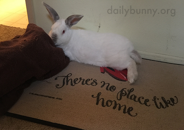Bunny Lounges in Various Places Around the House 2