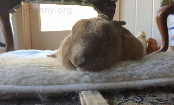 Bunny Stretches Out on a Soft, Cozy Cushion