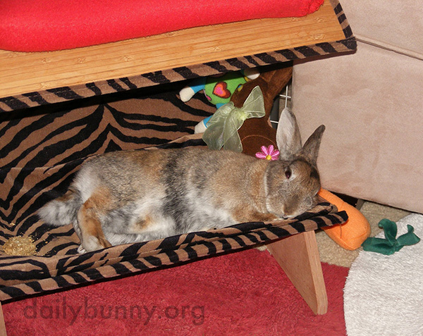 Someone Should Hire Bunny as a Bed Tester 2