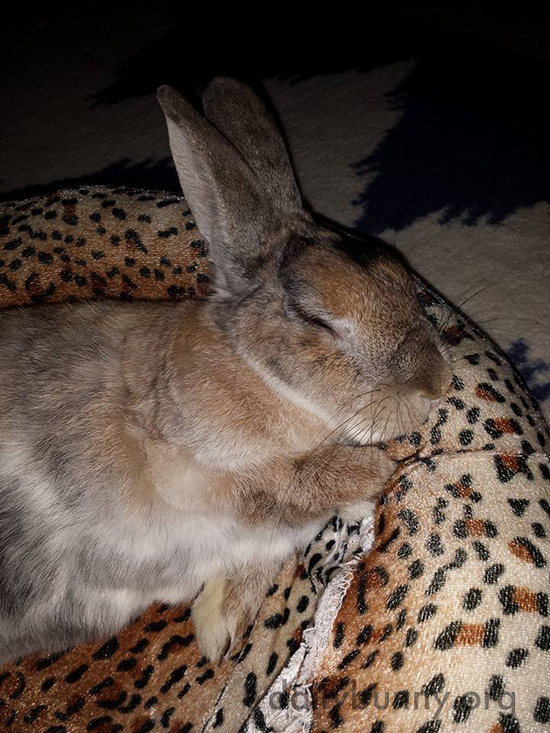 Someone Should Hire Bunny as a Bed Tester 3