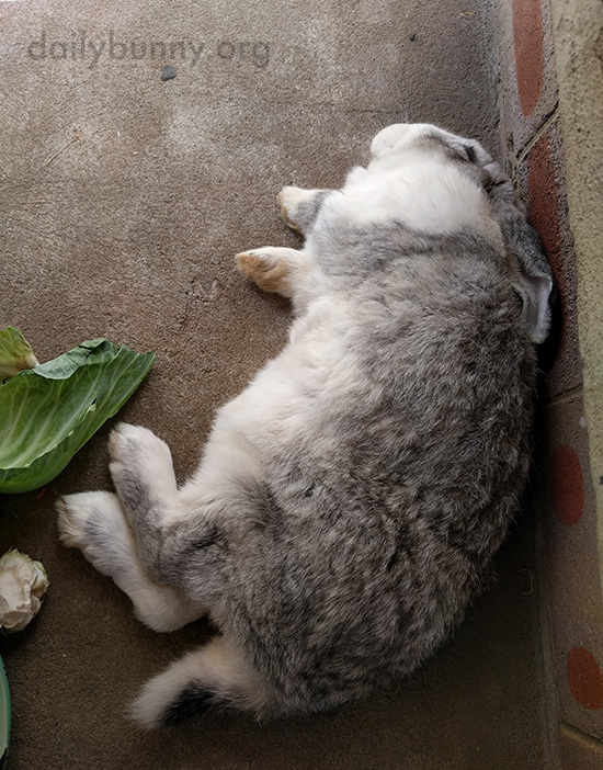 Bunny Is So Pooped He Can't Finish His Veg
