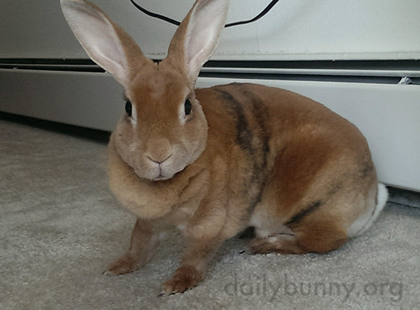Bunny Picks Out a Movie to Watch with Human 2