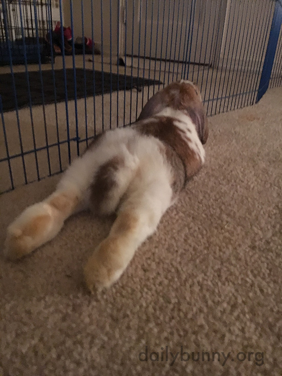 Nothing Like A Nice Leg Stretch For A Bunny — The Daily Bunny