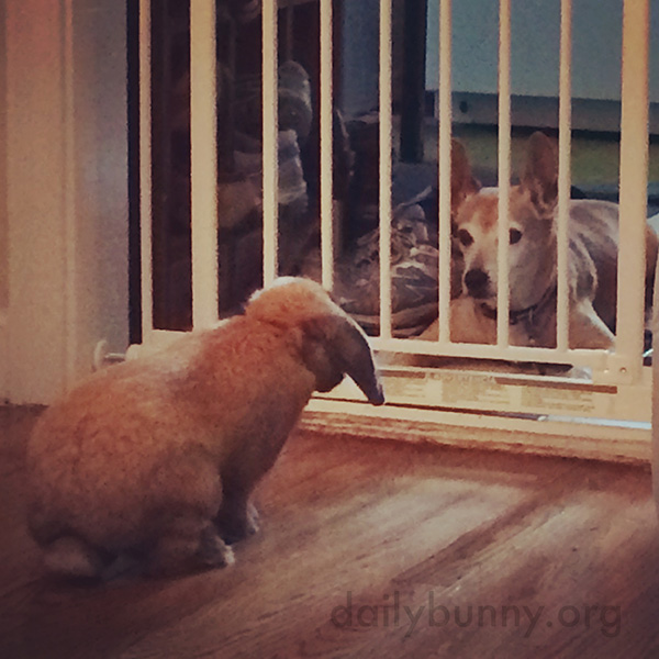 Bunny Tentatively Approaches the Dog to Say Hello