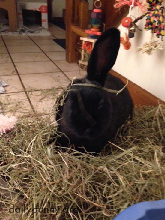 Bunny Digs for the Best Bits 4