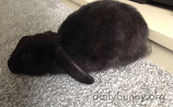 Loafing Bunny Rests His Head on the Floor