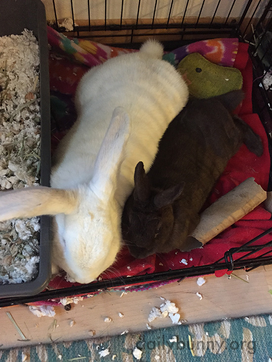 Bunnies Put Aside Their Differences for Naptime 1