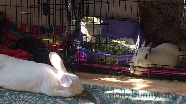 Bunnies Put Aside Their Differences for Naptime 2