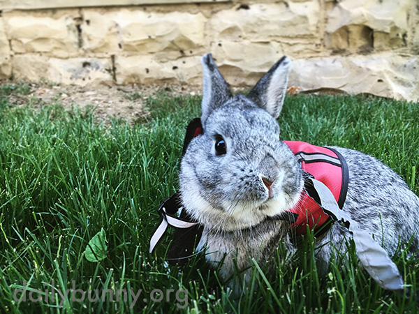 Bunny Enjoys Some Fresh Air and Crisp, Green Grass