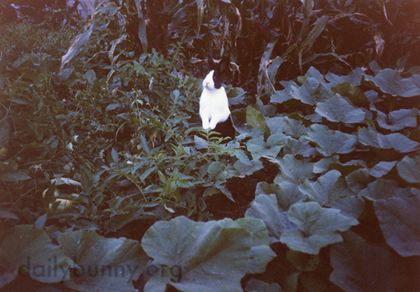 Bunny Stands Up to Survey His Garden