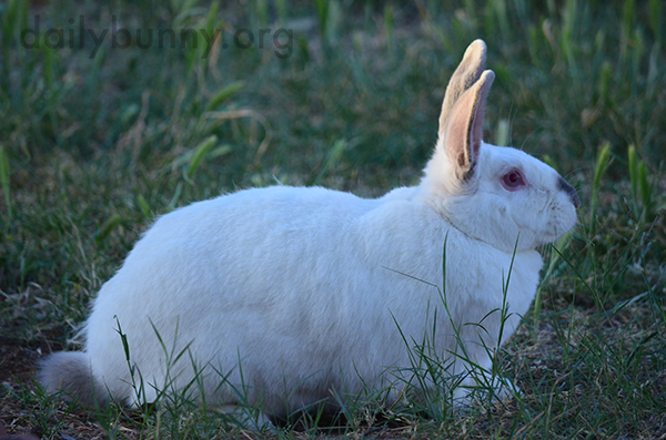 Bunny Surveys His Grassy Lands