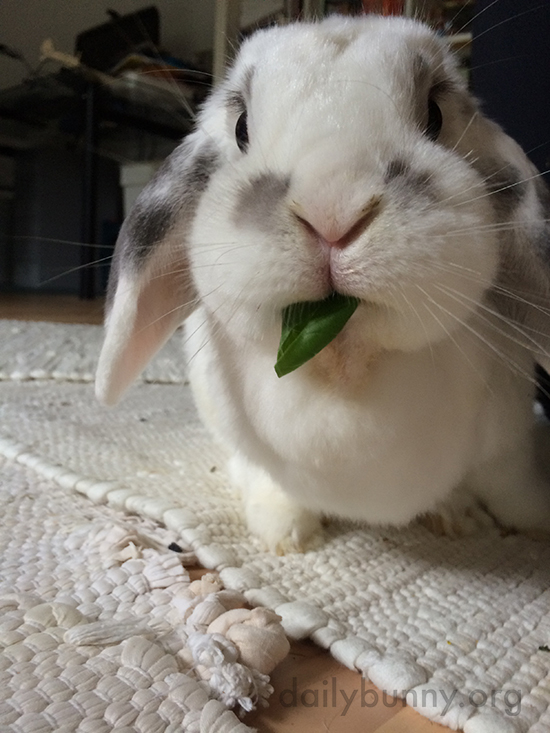 Bunny Nibbles on a Tiny Basil Leaf