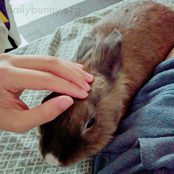 Bunny Demands Attention and Cuddle Time 1