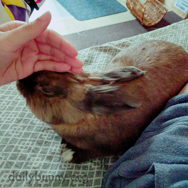 Bunny Demands Attention and Cuddle Time 2