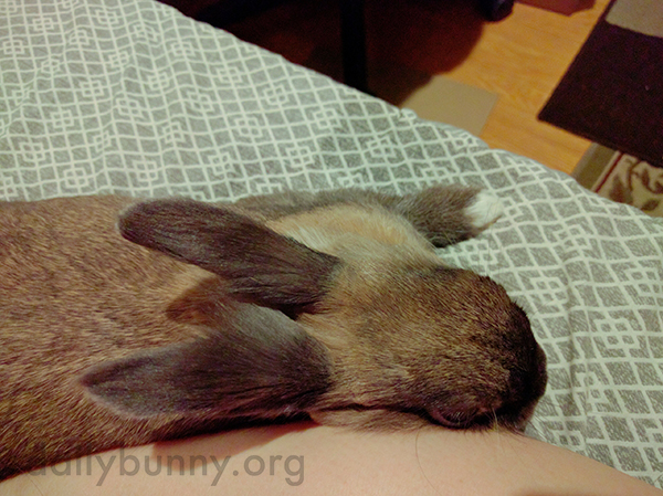 Bunny Demands Attention and Cuddle Time 3