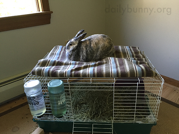Bunny Loafs Up on a Loft Bed