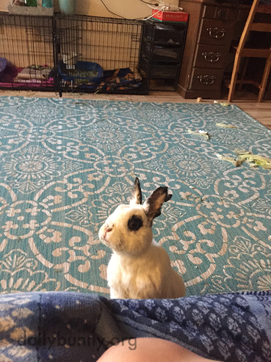 Bunny Will Stare Down Human Until Blueberries Are Shared 1
