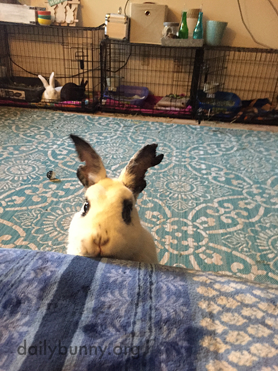 Bunny Will Stare Down Human Until Blueberries Are Shared 2